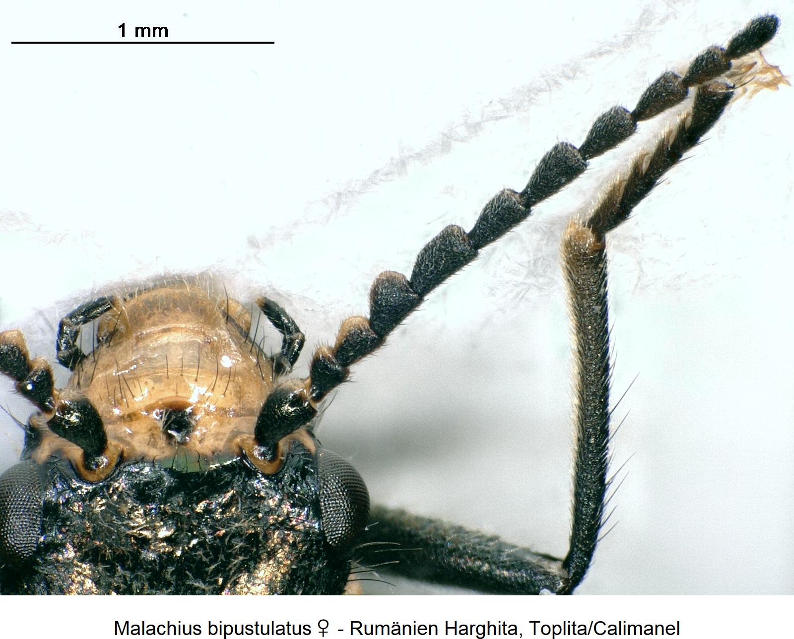 malachius_bipustulatus_w_f.jpg