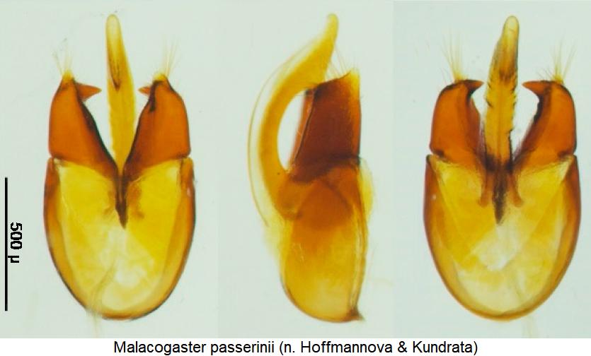 malacogaster_passerinii.jpg