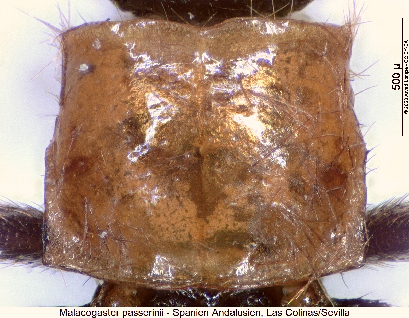 malacogaster_passerinii_hsch.jpg