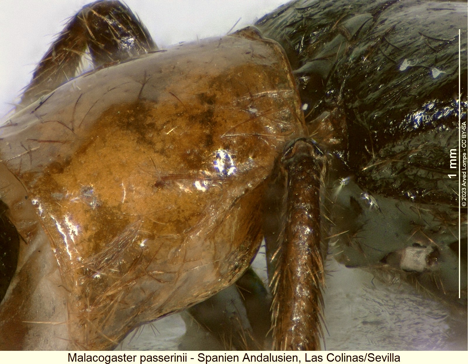 malacogaster_passerinii_hsch_sa.jpg