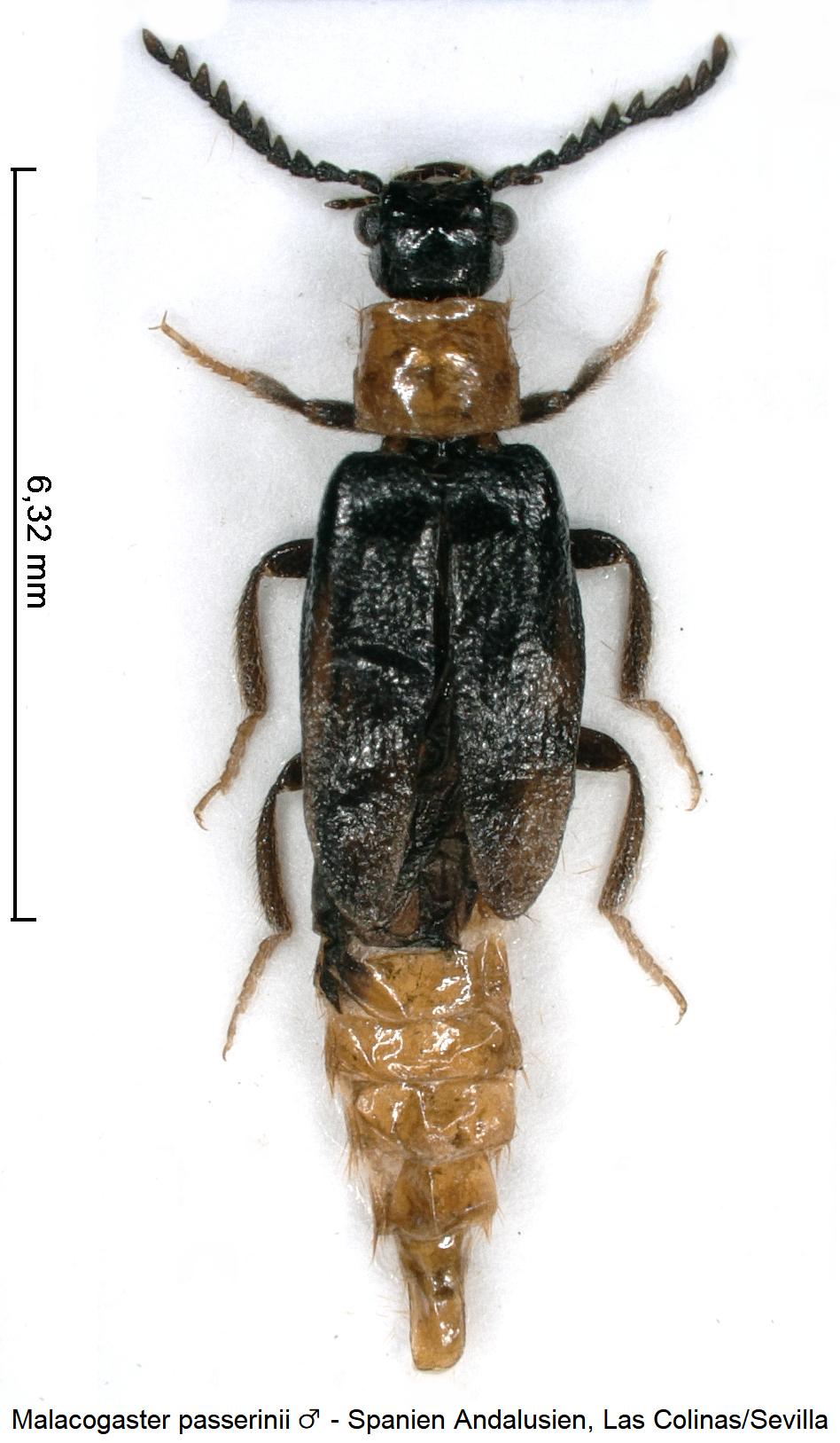 malacogaster_passerinii_m_hab.jpg