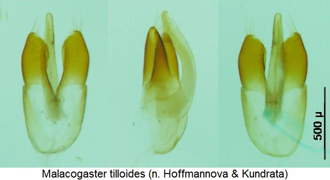malacogaster_tilloides.jpg