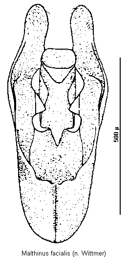 malthinus_facialis.gif