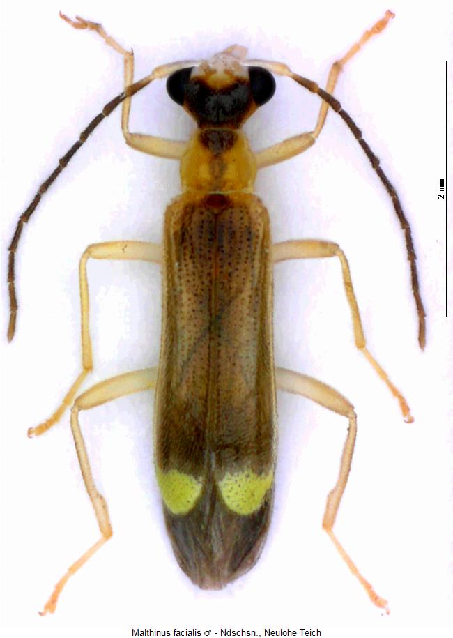 malthinus_facialis_hab.jpg