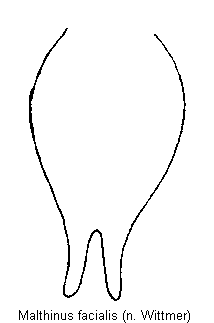 malthinus_facialis_ster.gif