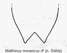 malthinus_moravicus_ster.gif