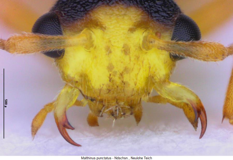 malthinus_punctatus_k.jpg