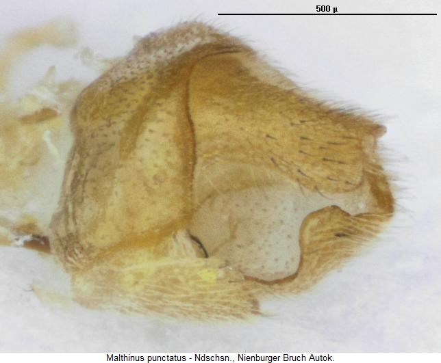 malthinus_punctatus_pyg.jpg