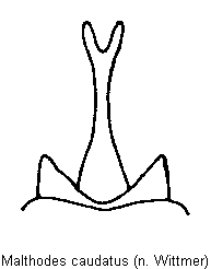 malthodes_caudatus_ster.gif