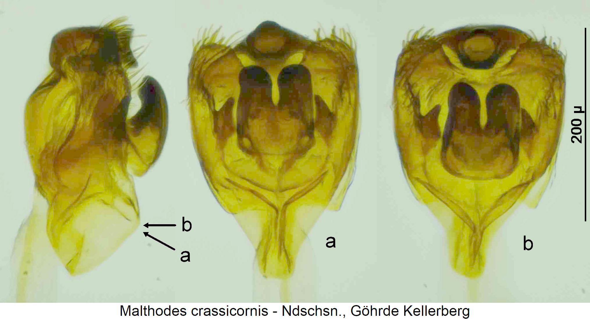 malthodes_crassicornis1.jpg