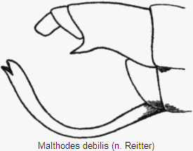 malthodes_debilis_hlb.gif