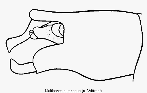 malthodes_europaeus_hlb.gif