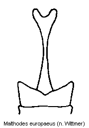malthodes_europaeus_ster.gif
