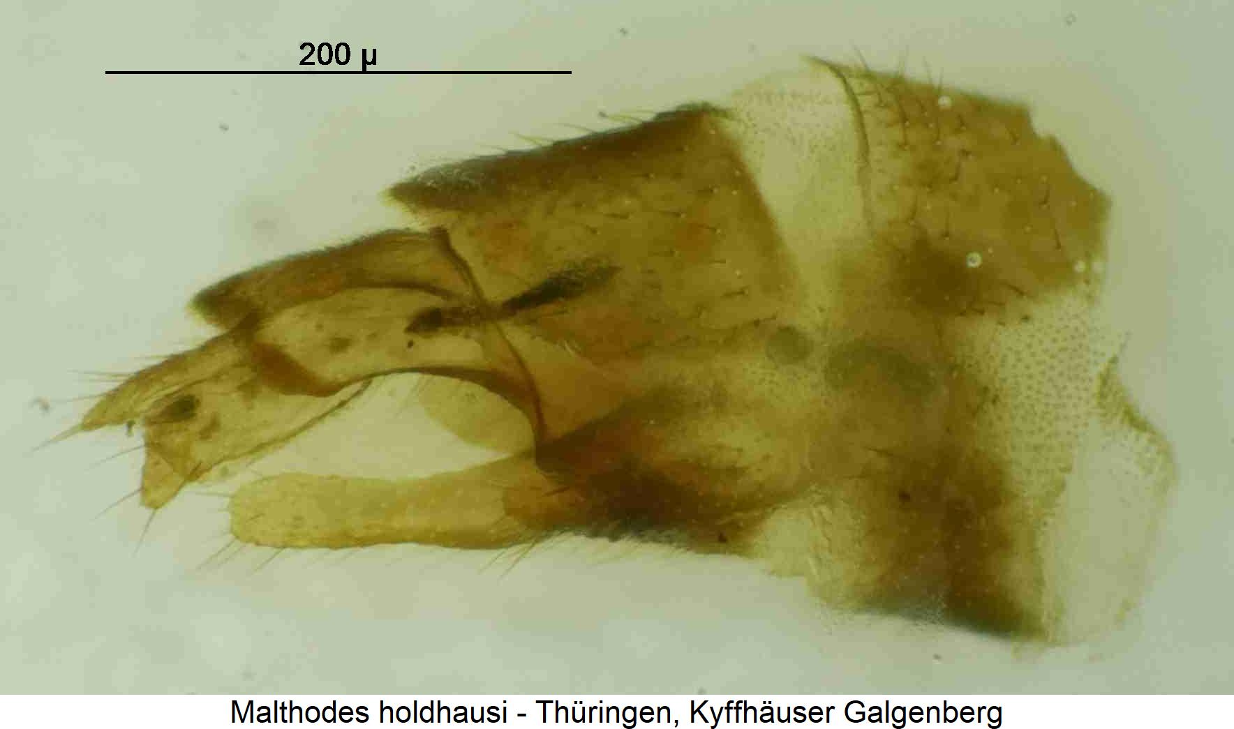 malthodes_holdhausi_hlb.jpg