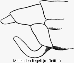malthodes_liegeli_hlb.gif