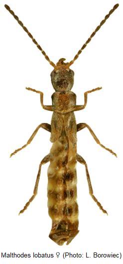 malthodes_lobatus_hab.jpg