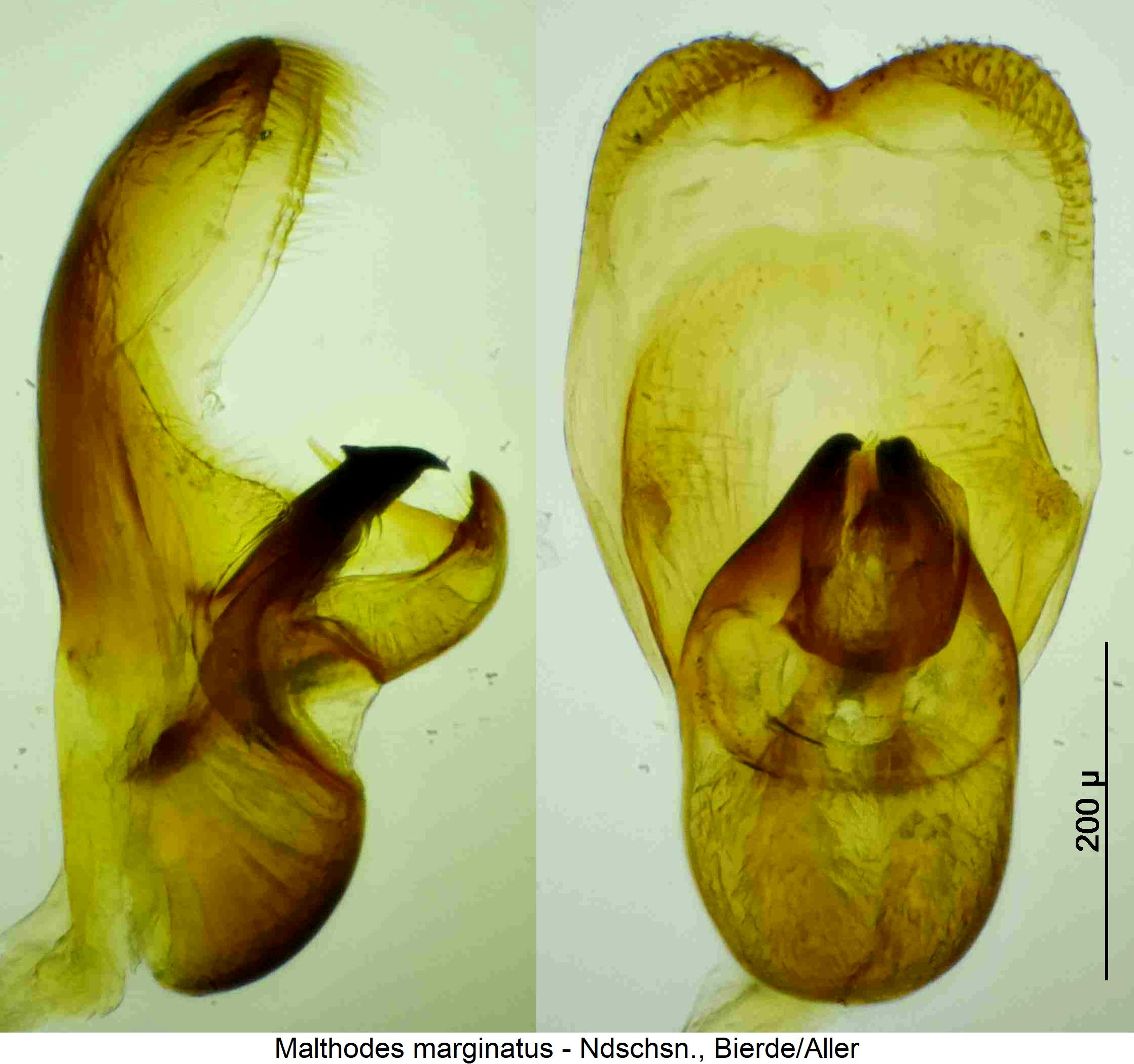 malthodes_marginatus.jpg