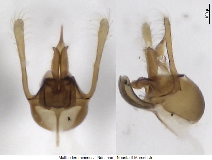 malthodes_minimus.jpg