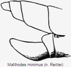malthodes_minimus_hlb.gif