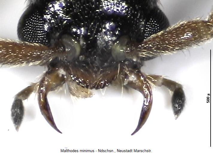 malthodes_minimus_k.jpg