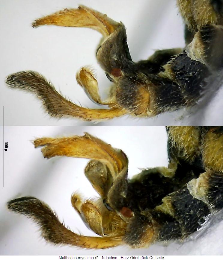 malthodes_mysticus_hlb.jpg