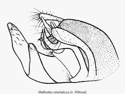 malthodes_orientalicus.gif