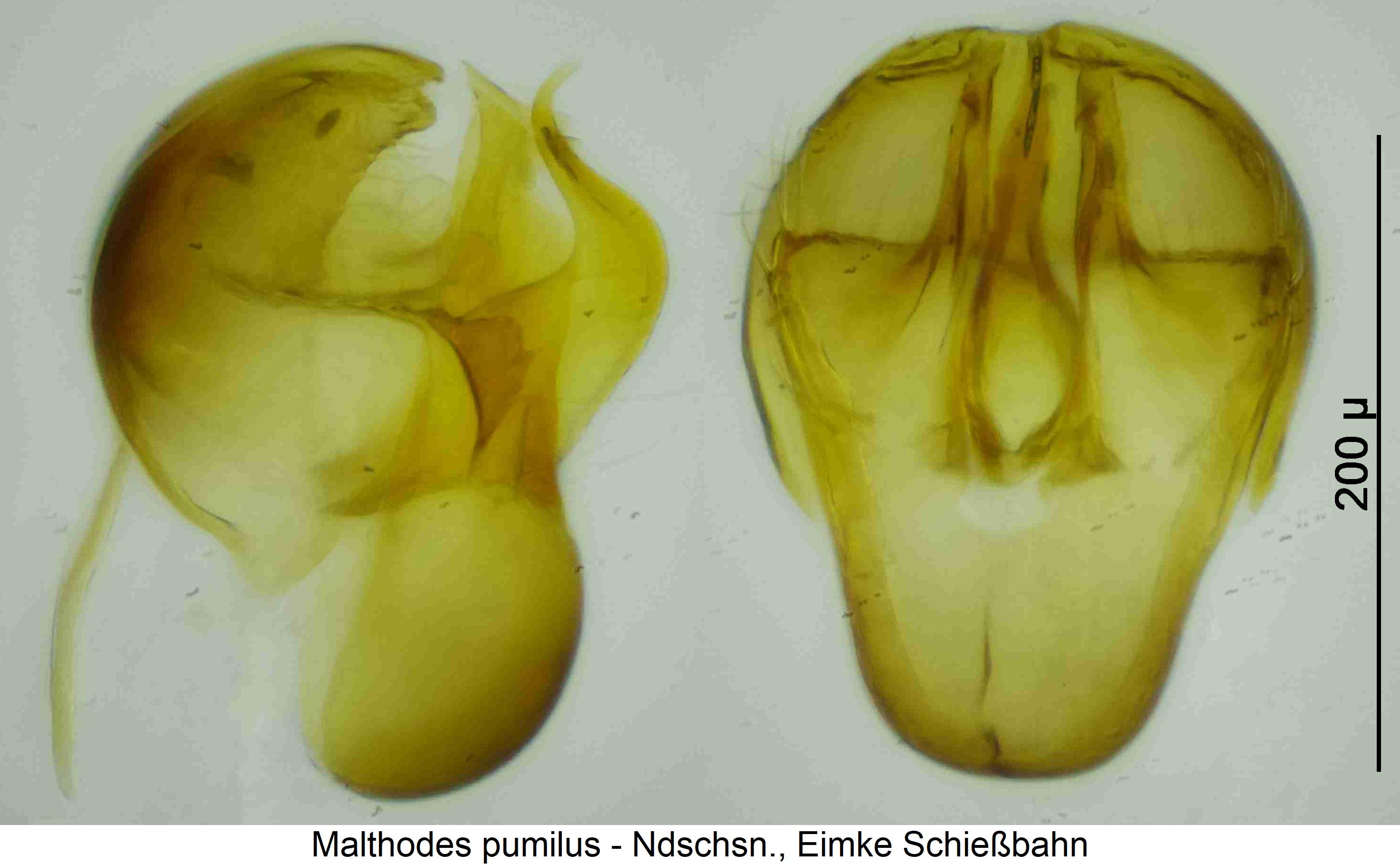 malthodes_pumilus.jpg