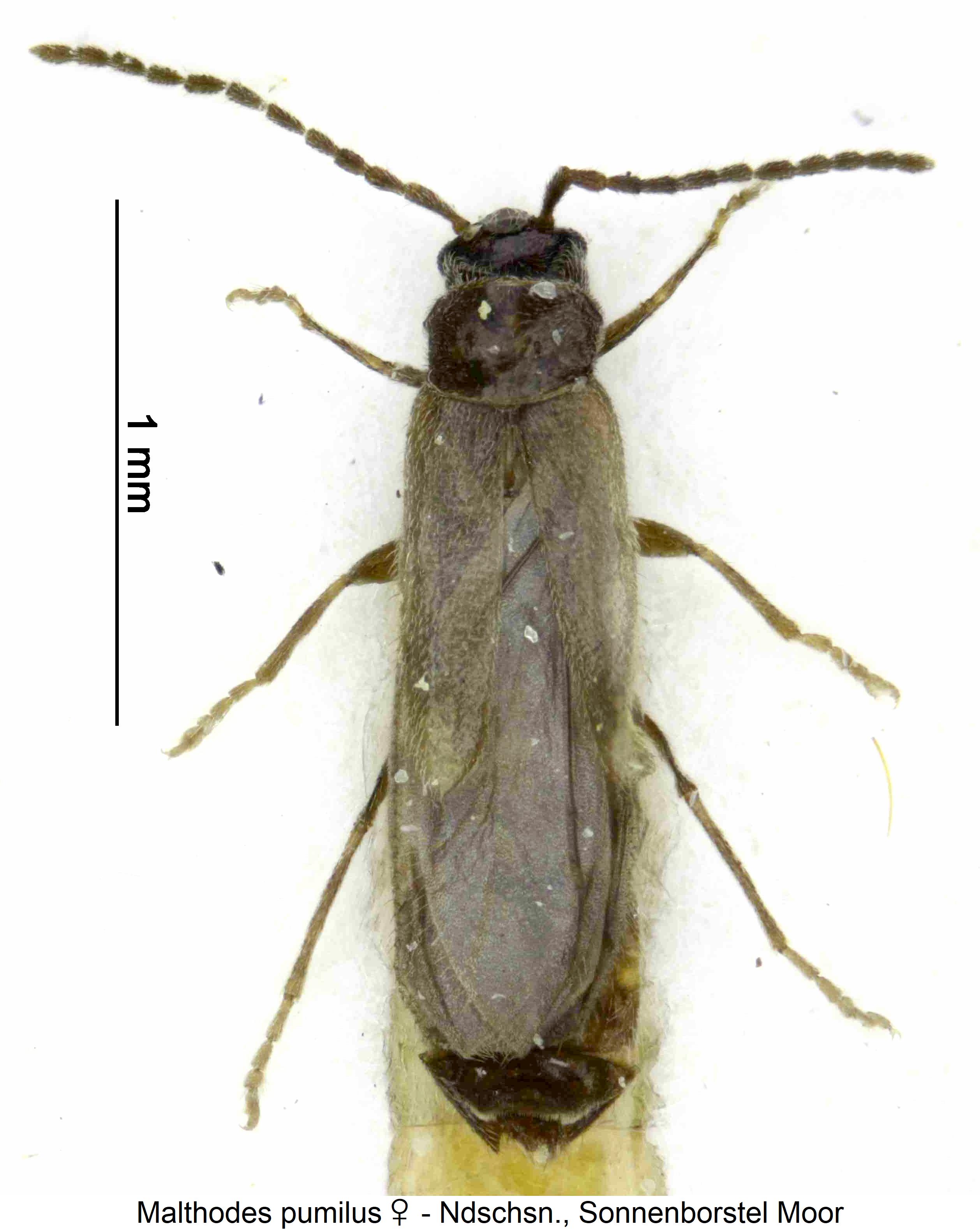 malthodes_pumilus_w_hab.jpg