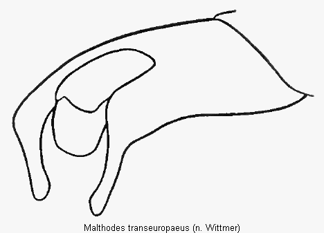 malthodes_transeuropaeus_hlb.gif
