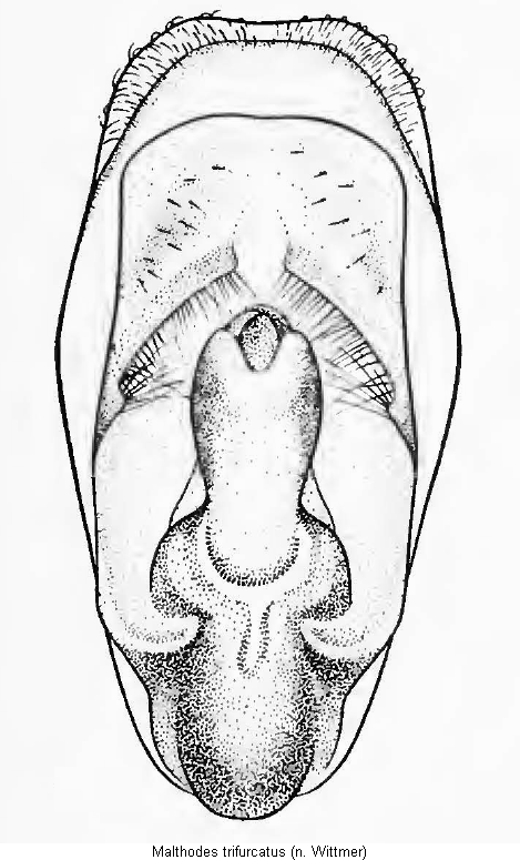malthodes_trifurcatus.gif