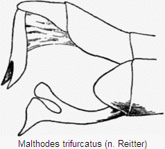 malthodes_trifurcatus_hlb.gif