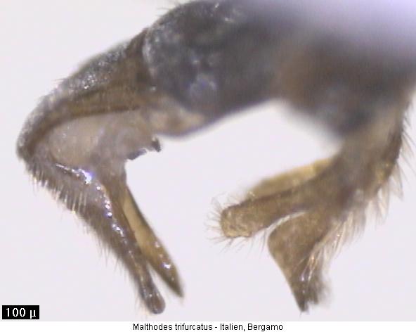 malthodes_trifurcatus_hlb.jpg