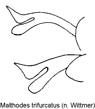 malthodes_trifurcatus_ster.gif