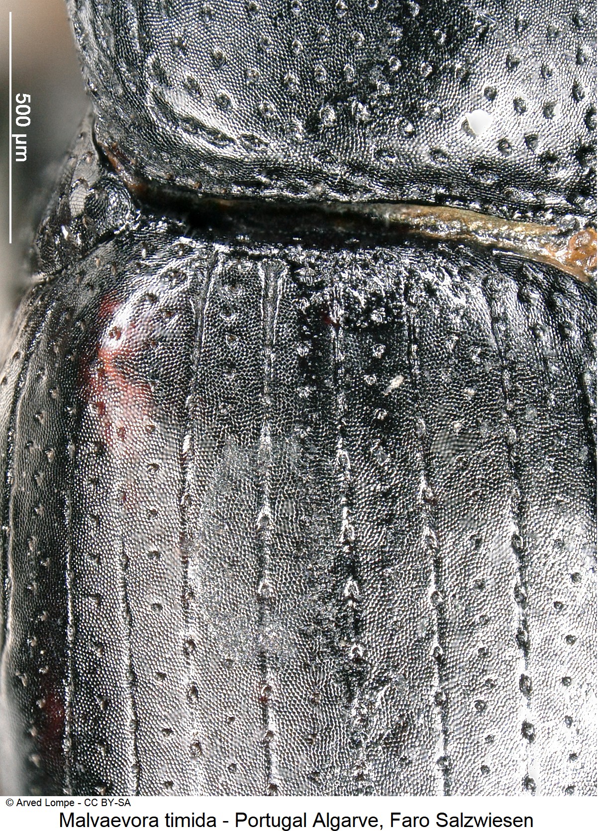 malvaevora_timida_ck18347_hum.jpg