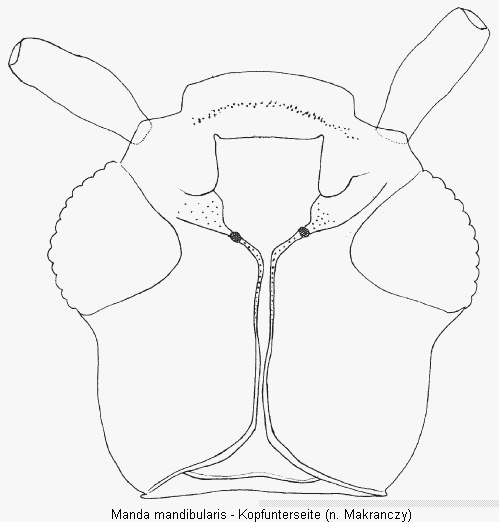 manda_mandibularis_kus.gif