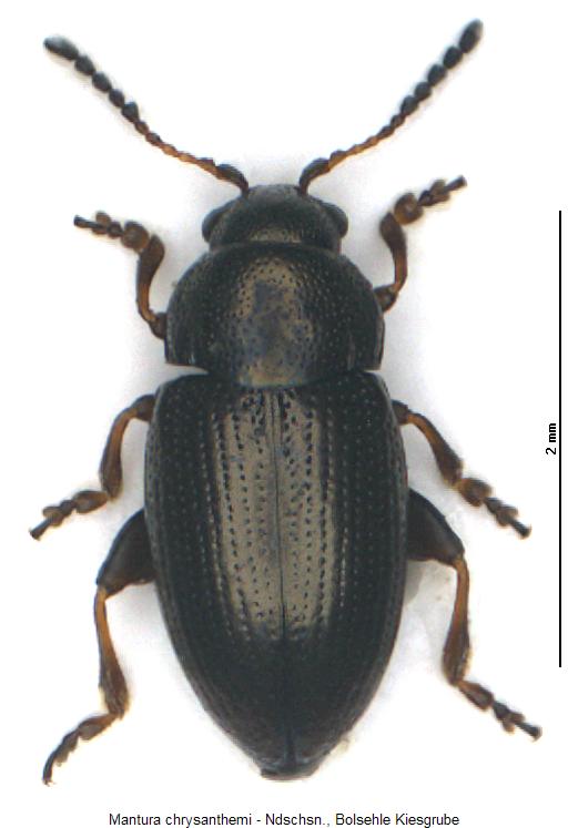 mantura_chrysanthemi_hab.jpg