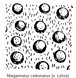 margarinotus_carbonarius_pyg.gif