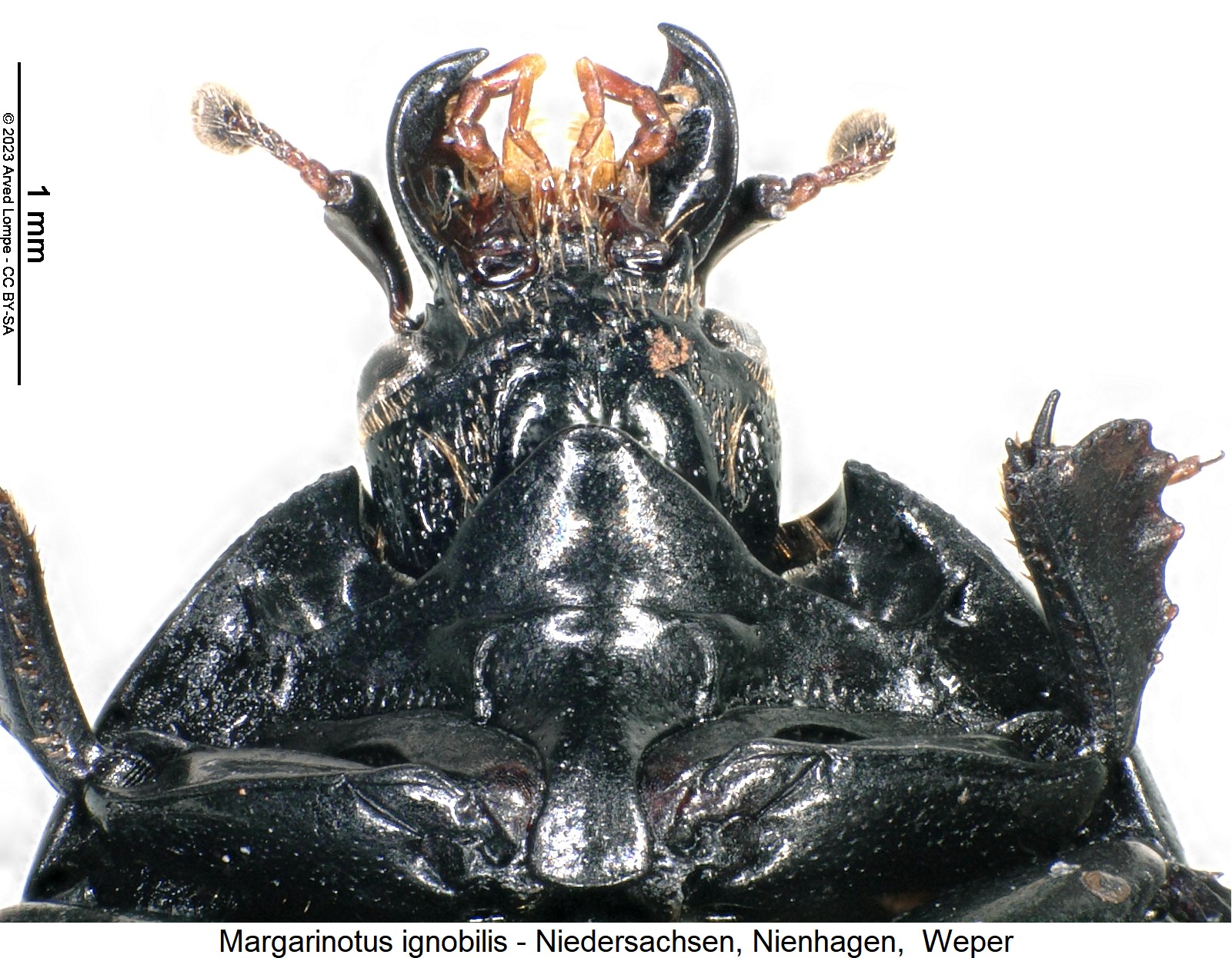 margarinotus_ignobilis_ment.jpg