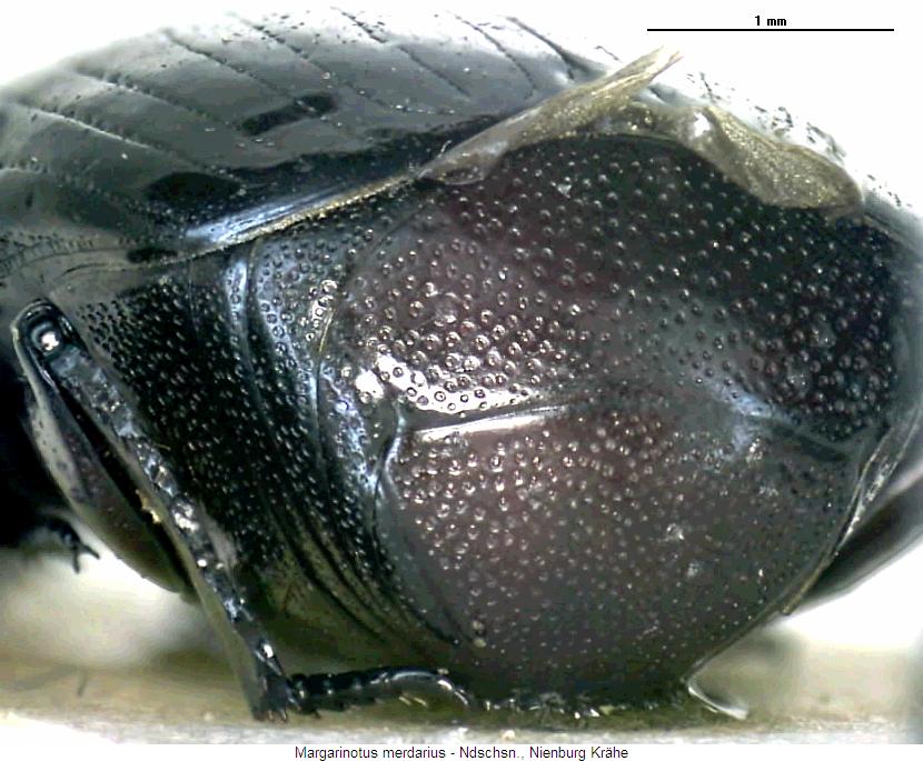 margarinotus_merdarius_pyg.jpg