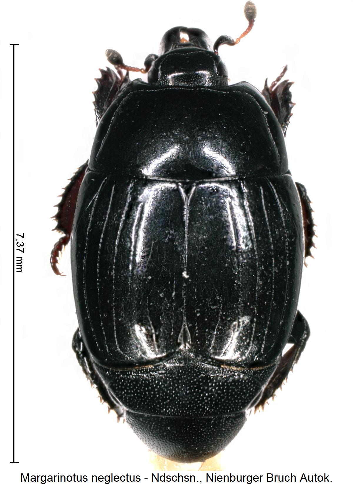 margarinotus_neglectus_hab.jpg