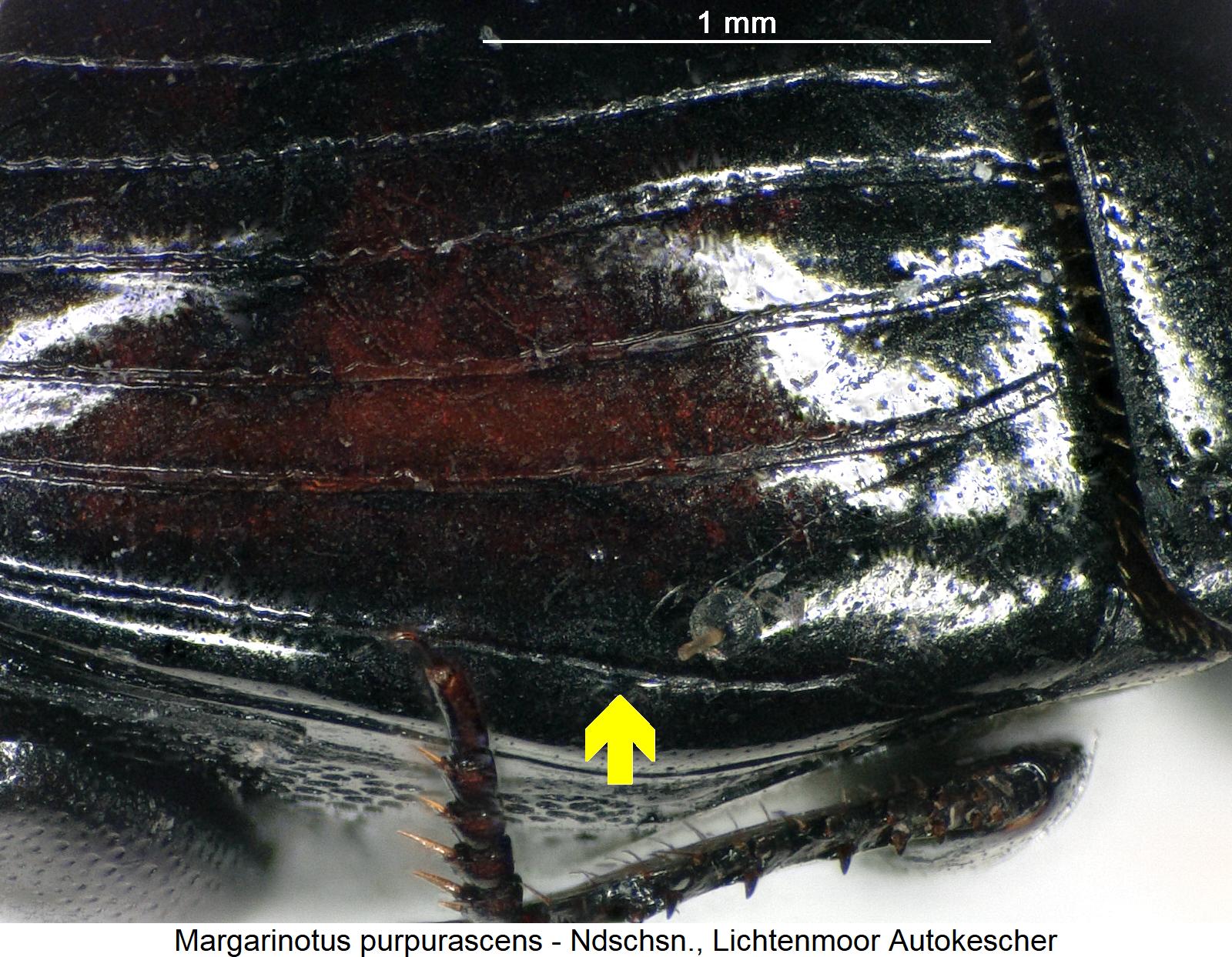 margarinotus_purpurascens_fld.jpg