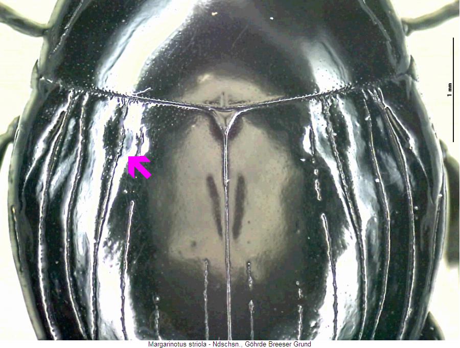 margarinotus_striola_fld.jpg