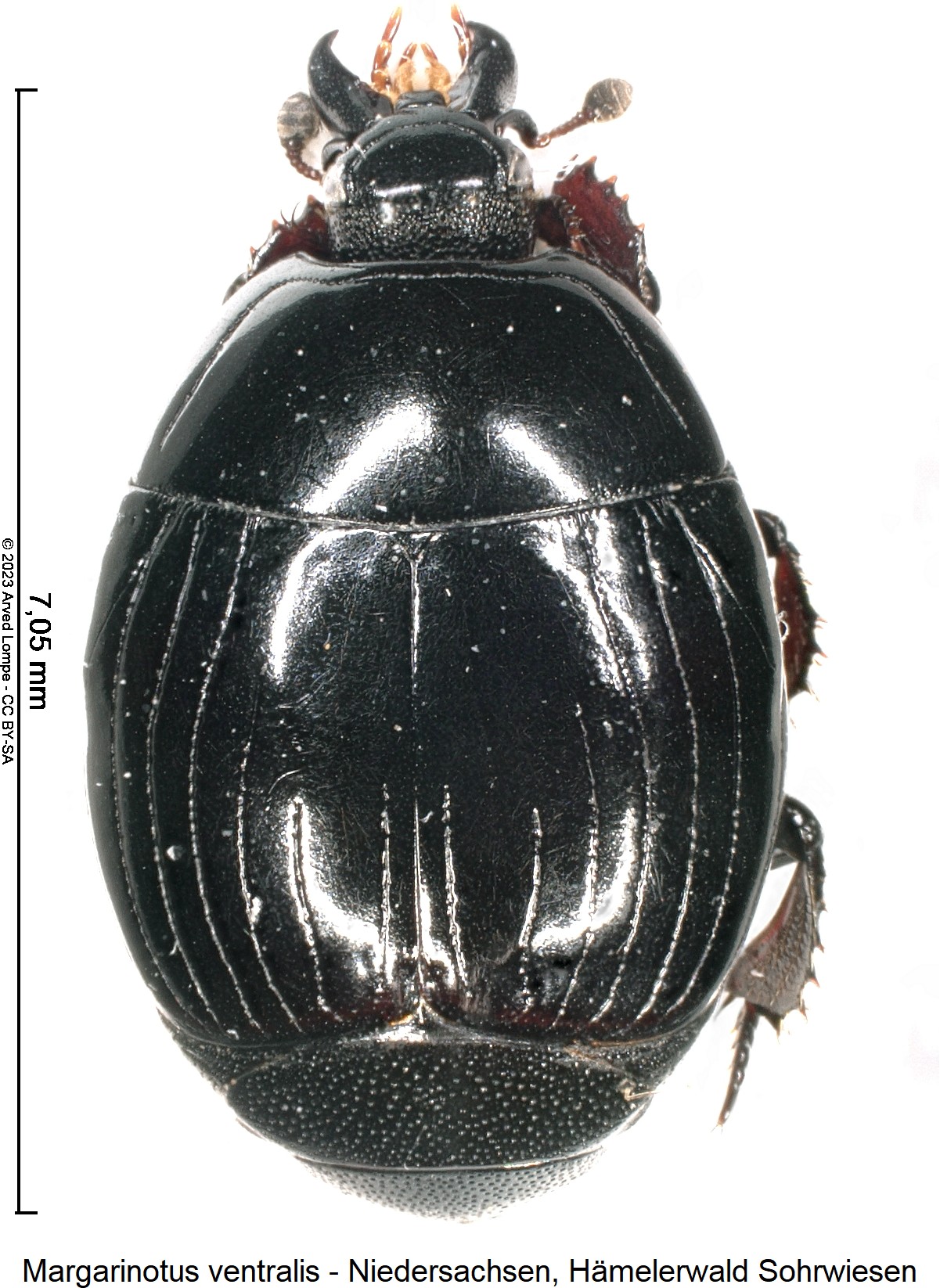 margarinotus_ventralis_hab.jpg