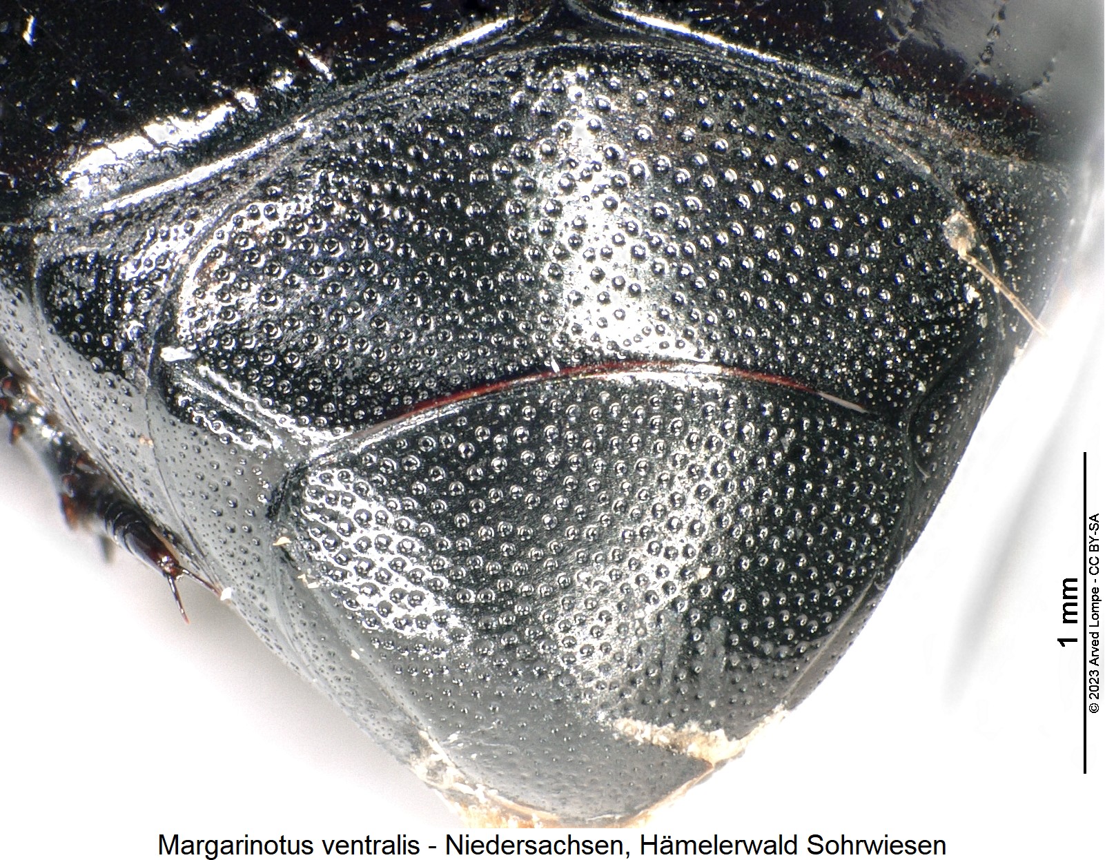 margarinotus_ventralis_pyg.jpg