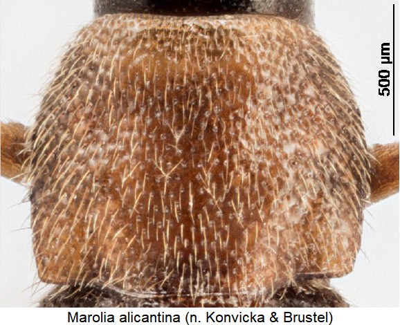 marolia_alicantina_hsch.jpg