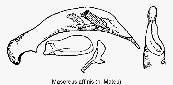 masoreus_affinis.gif