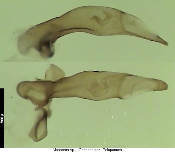 masoreus_sp.jpg
