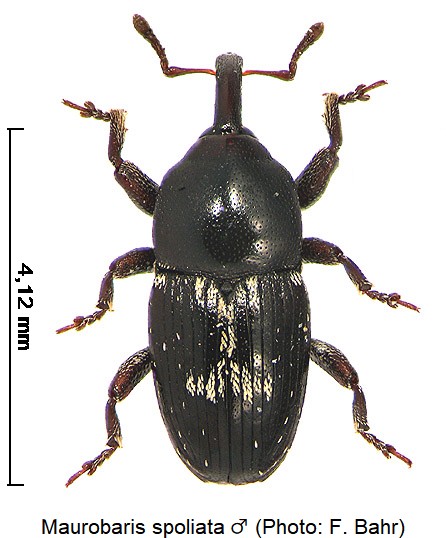maurobaris_spoliata_m_hab.jpg