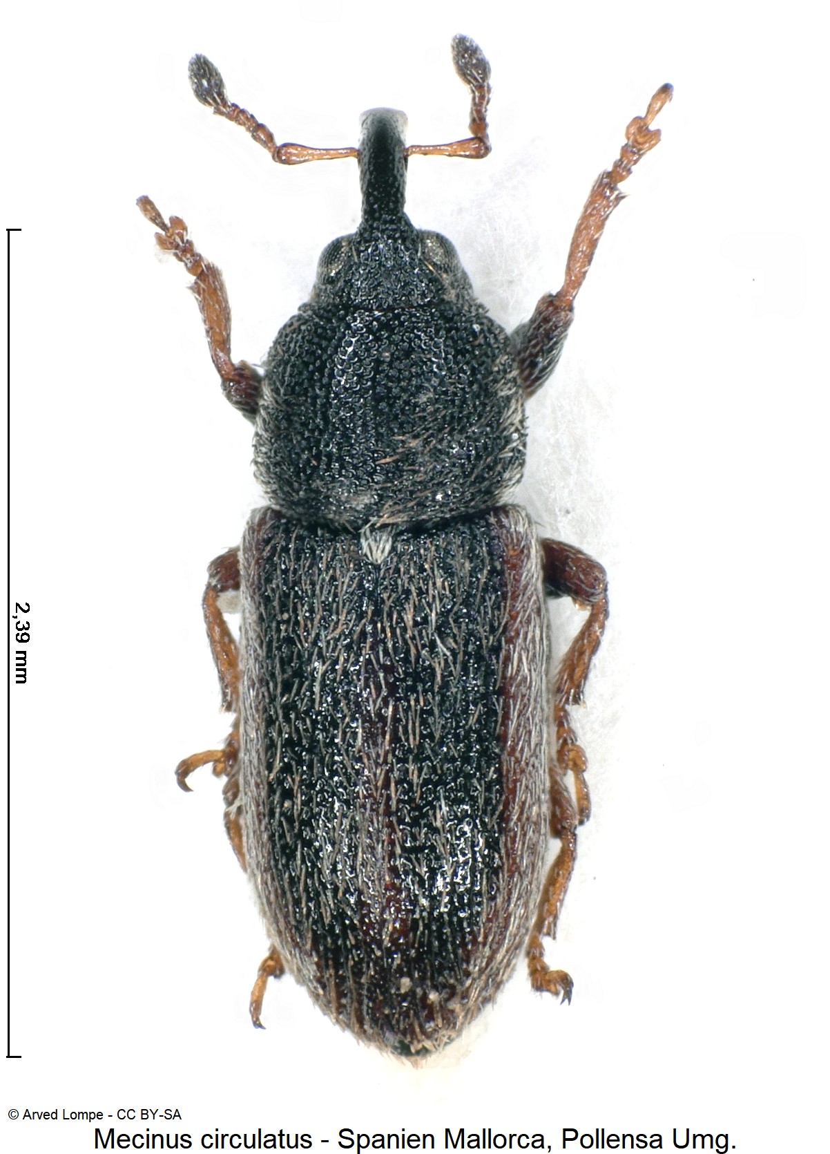 mecinus_circulatus_ck15293_hab.jpg