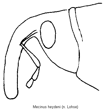 mecinus_heydeni.gif